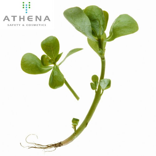 植物提取物的產(chǎn)品發(fā)展 從成分革新到市場(chǎng)增長(zhǎng)的深度剖析
