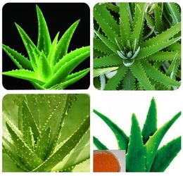 植物提取物在食品中的應(yīng)用與監(jiān)管
