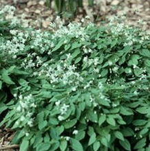 寶雞浩翔生物技術(shù) 天然植物提取物產(chǎn)品矩陣解析